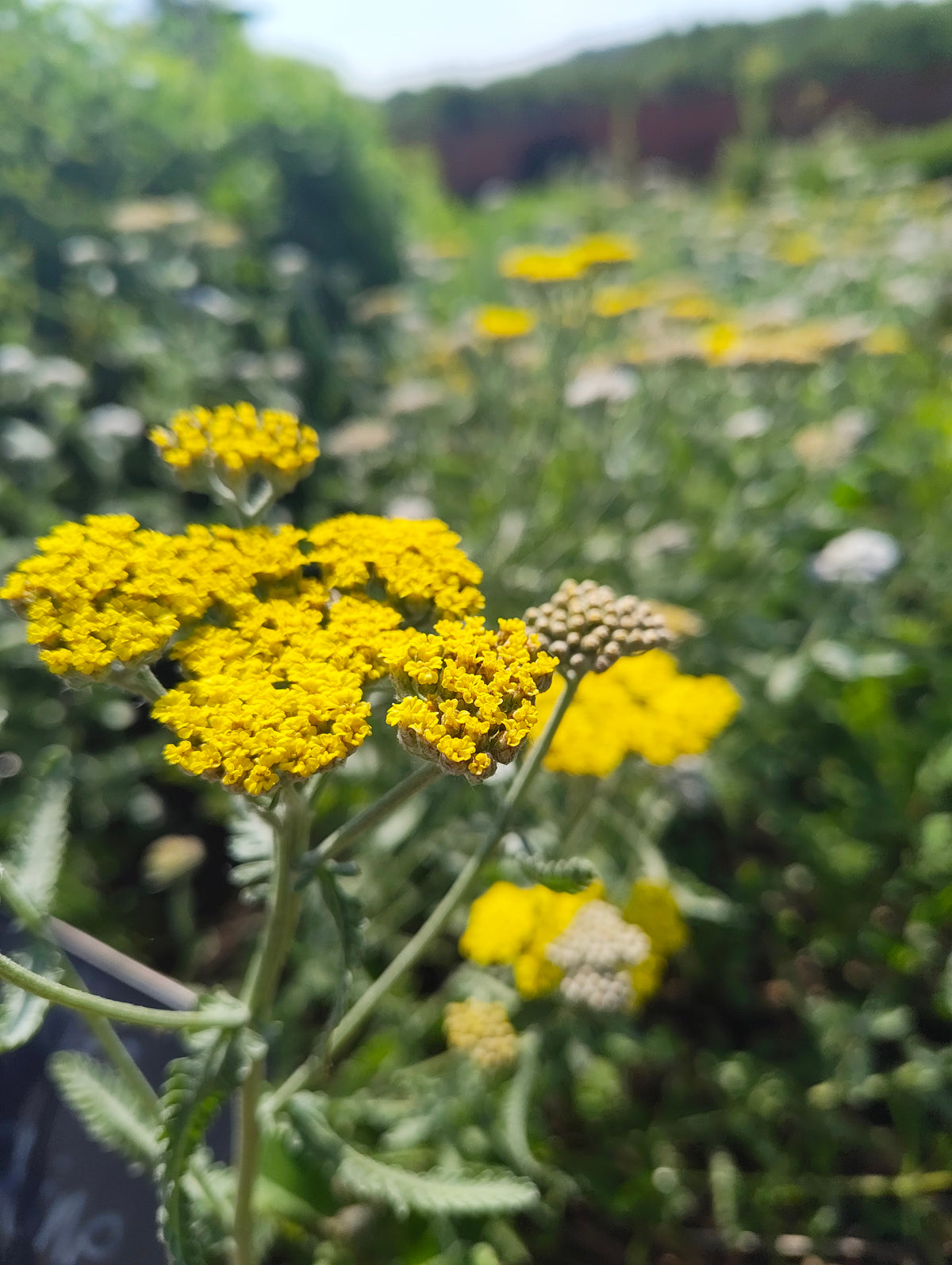 Achillea (Yellow)