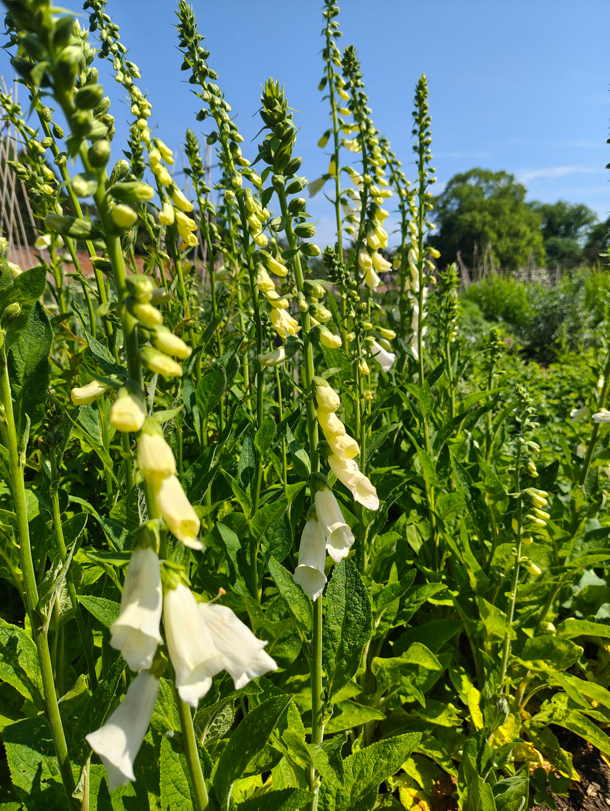 Foxgloves