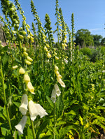 Foxgloves