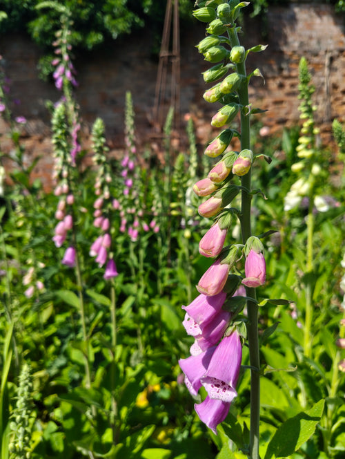 Foxgloves