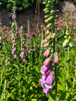 Foxgloves
