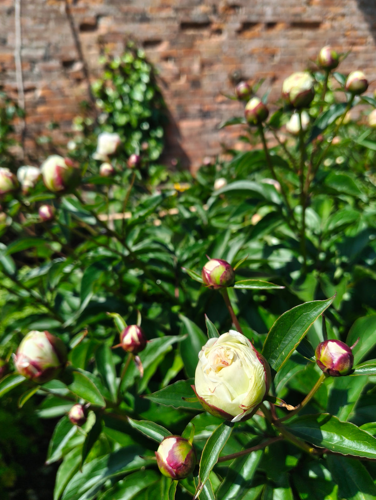 Peonies