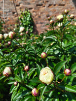 Peonies