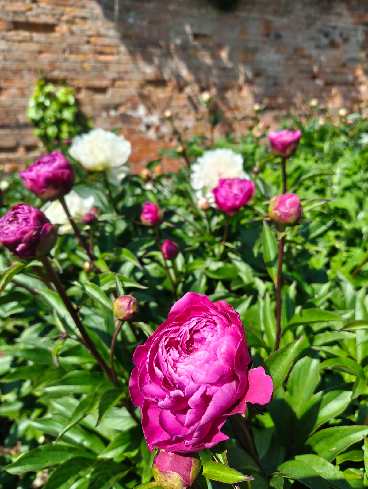 Peonies