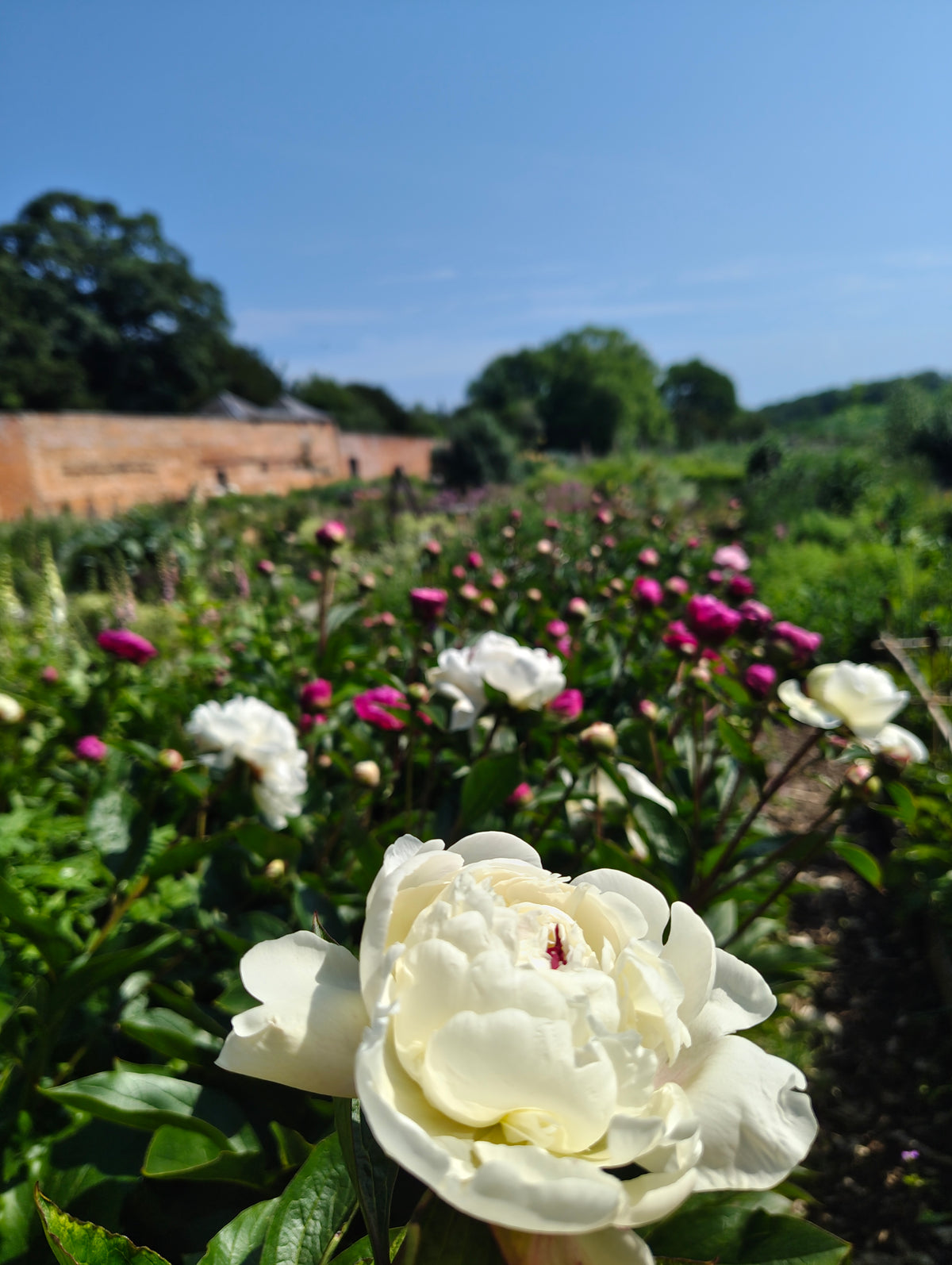 Peonies