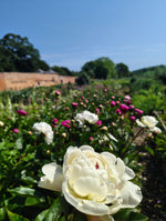 Peonies