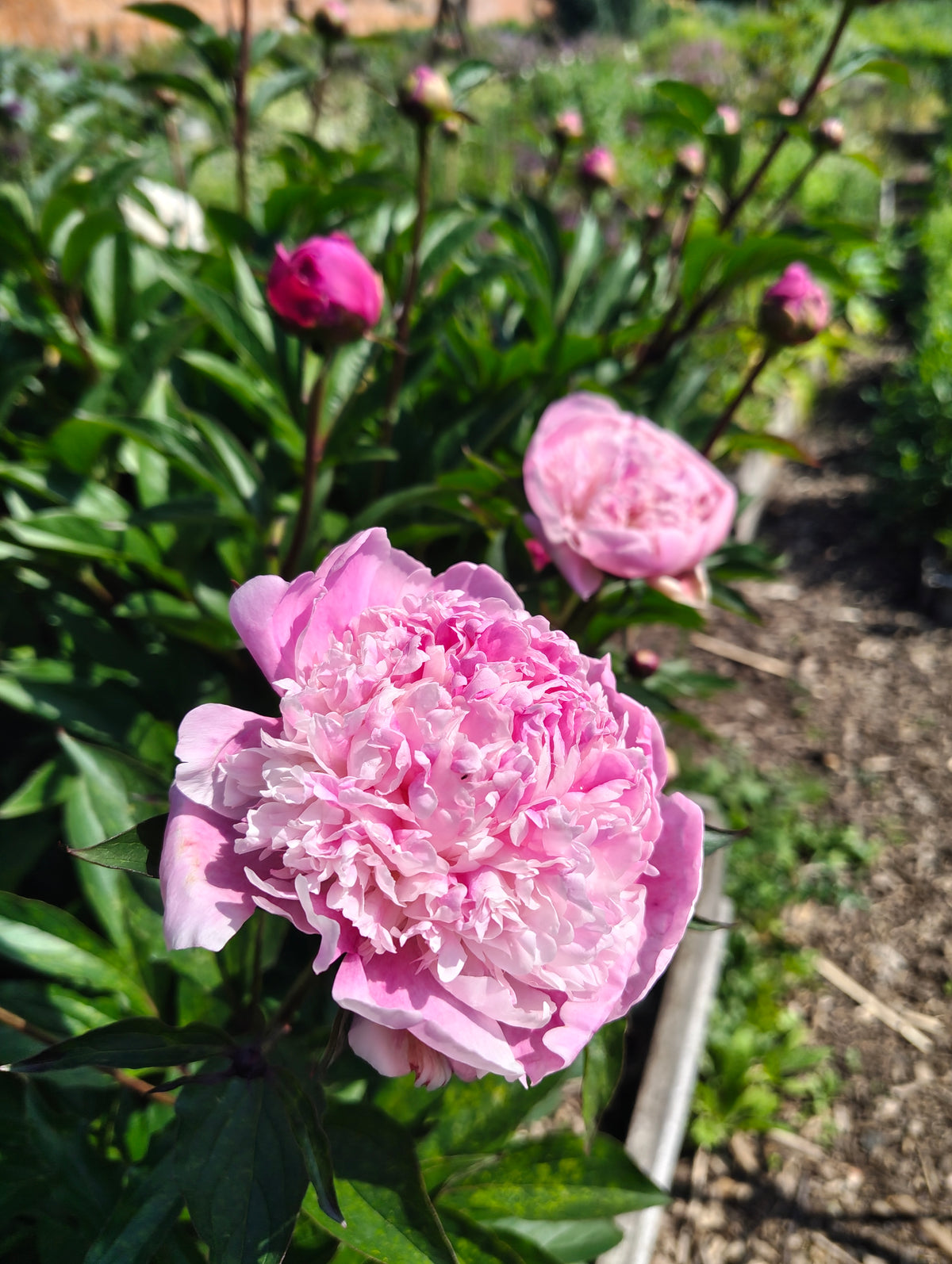 Peonies