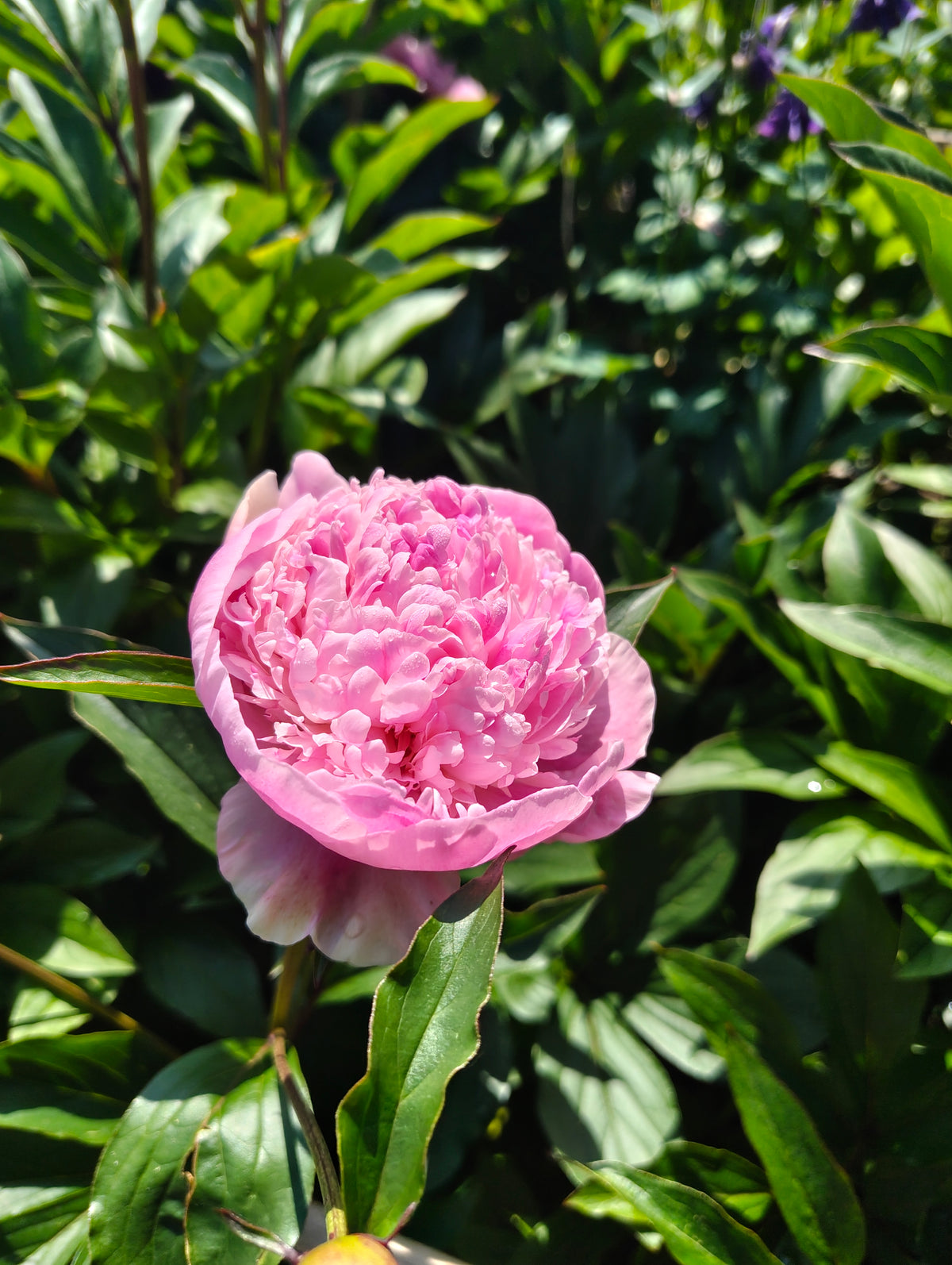 Peonies