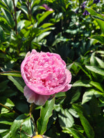 Peonies