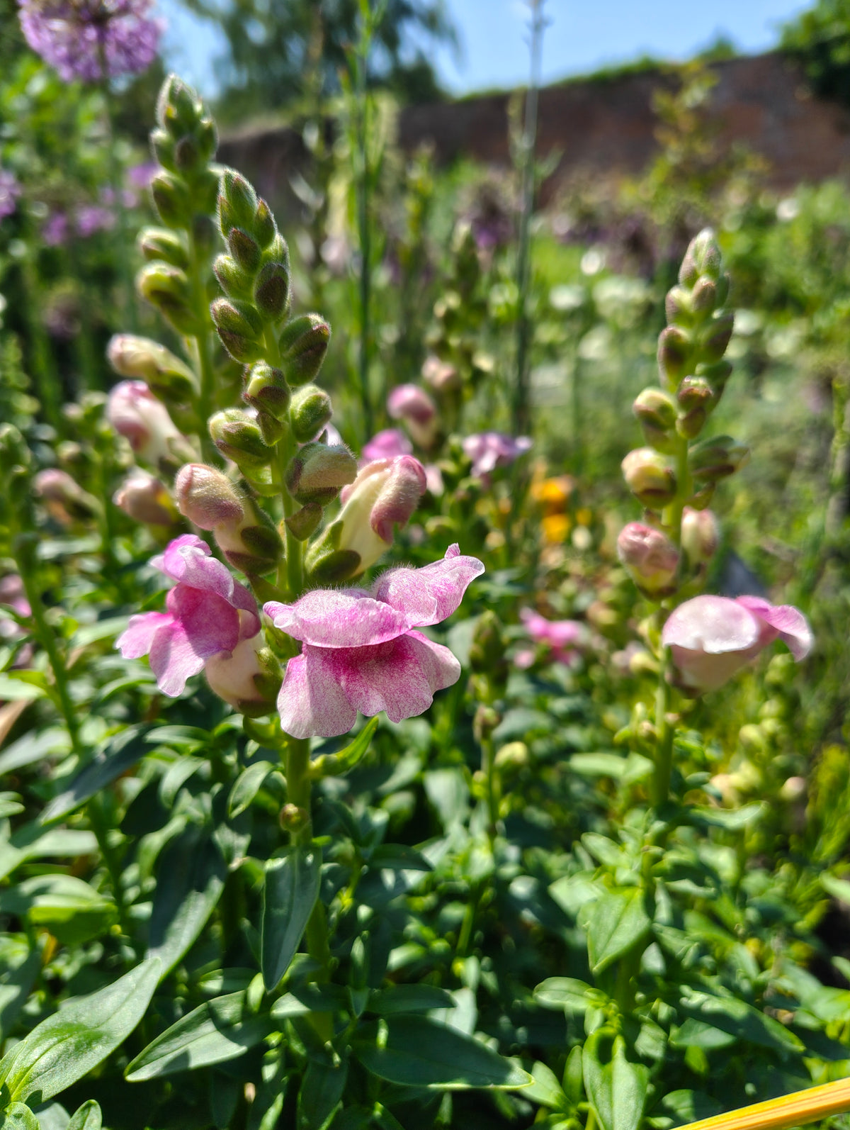 Antirrhinum (Snapdragon)