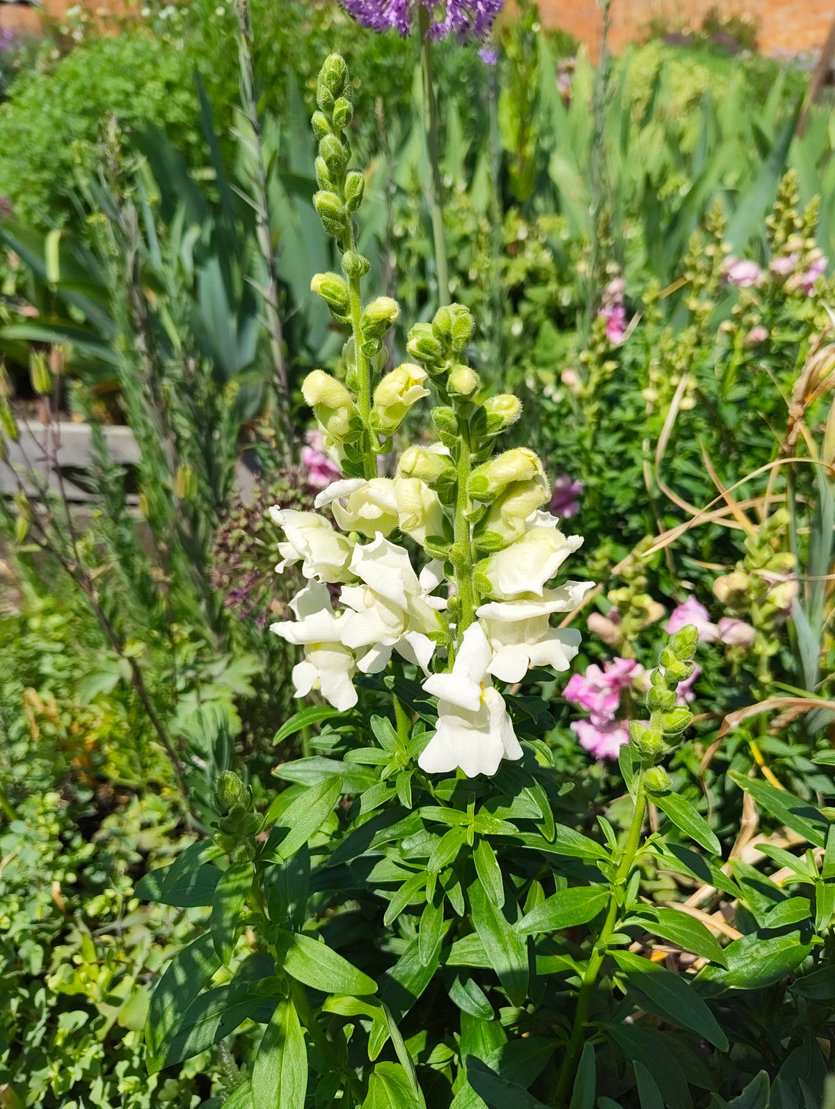 Antirrhinum (Snapdragon)