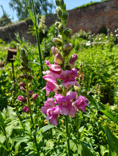 Antirrhinum (Snapdragon)