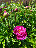 Peonies