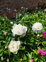Peonies