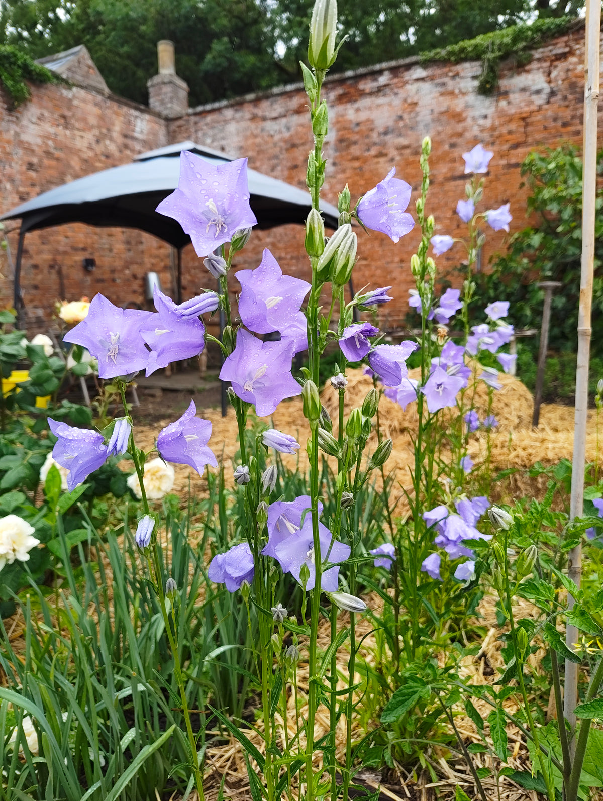 Campanula - 'Telham Beauty'