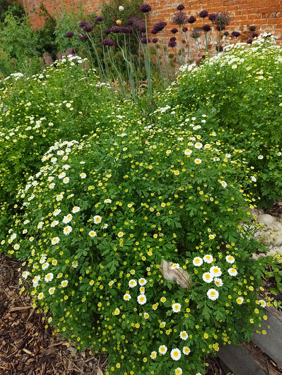 Feverfew