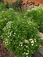 Feverfew
