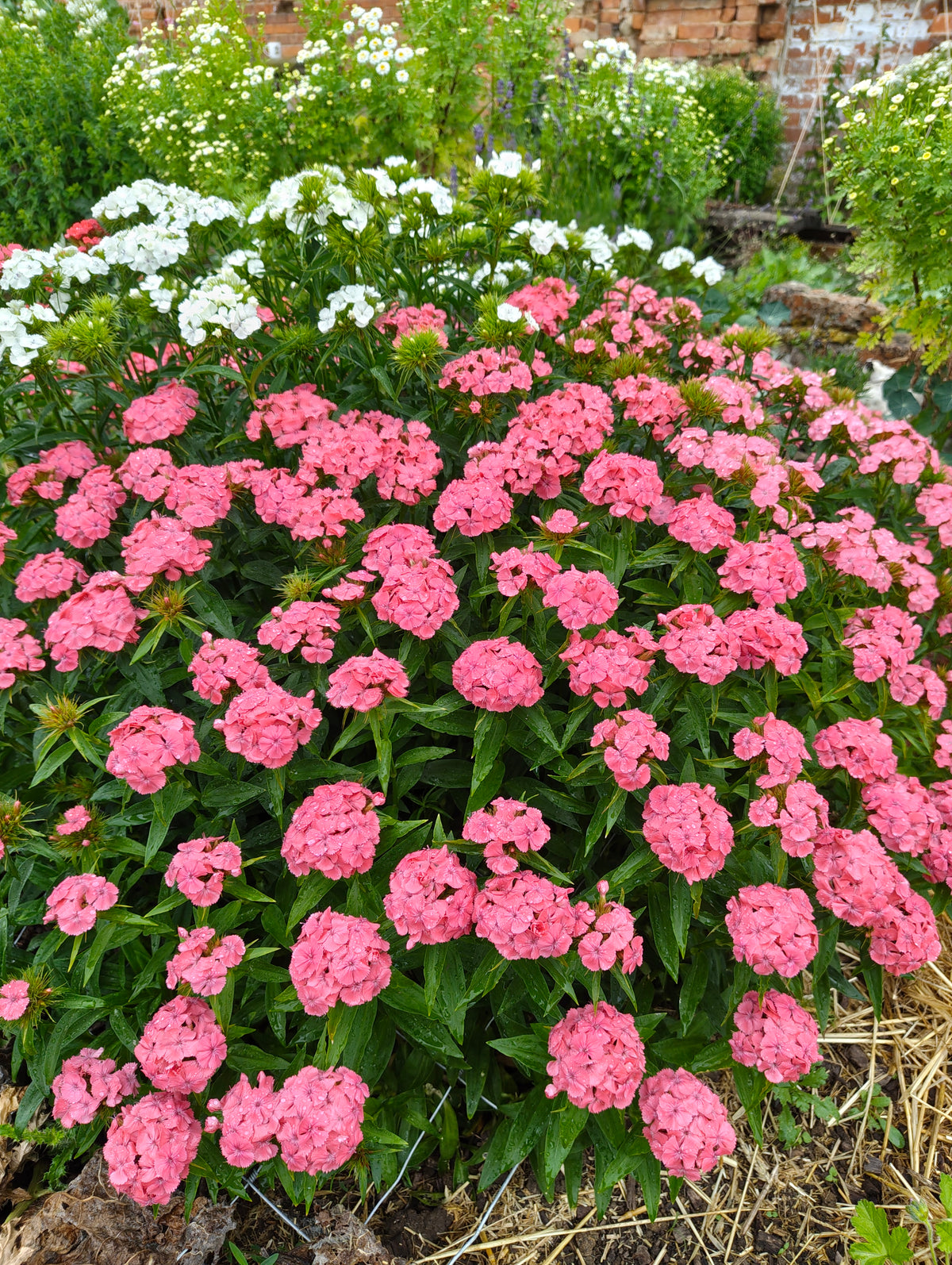 Dianthus - 'Sweet William'