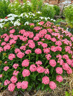 Dianthus - 'Sweet William'