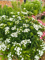 Dianthus - 'Sweet William'