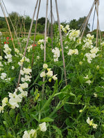 Sweet Pea - Various
