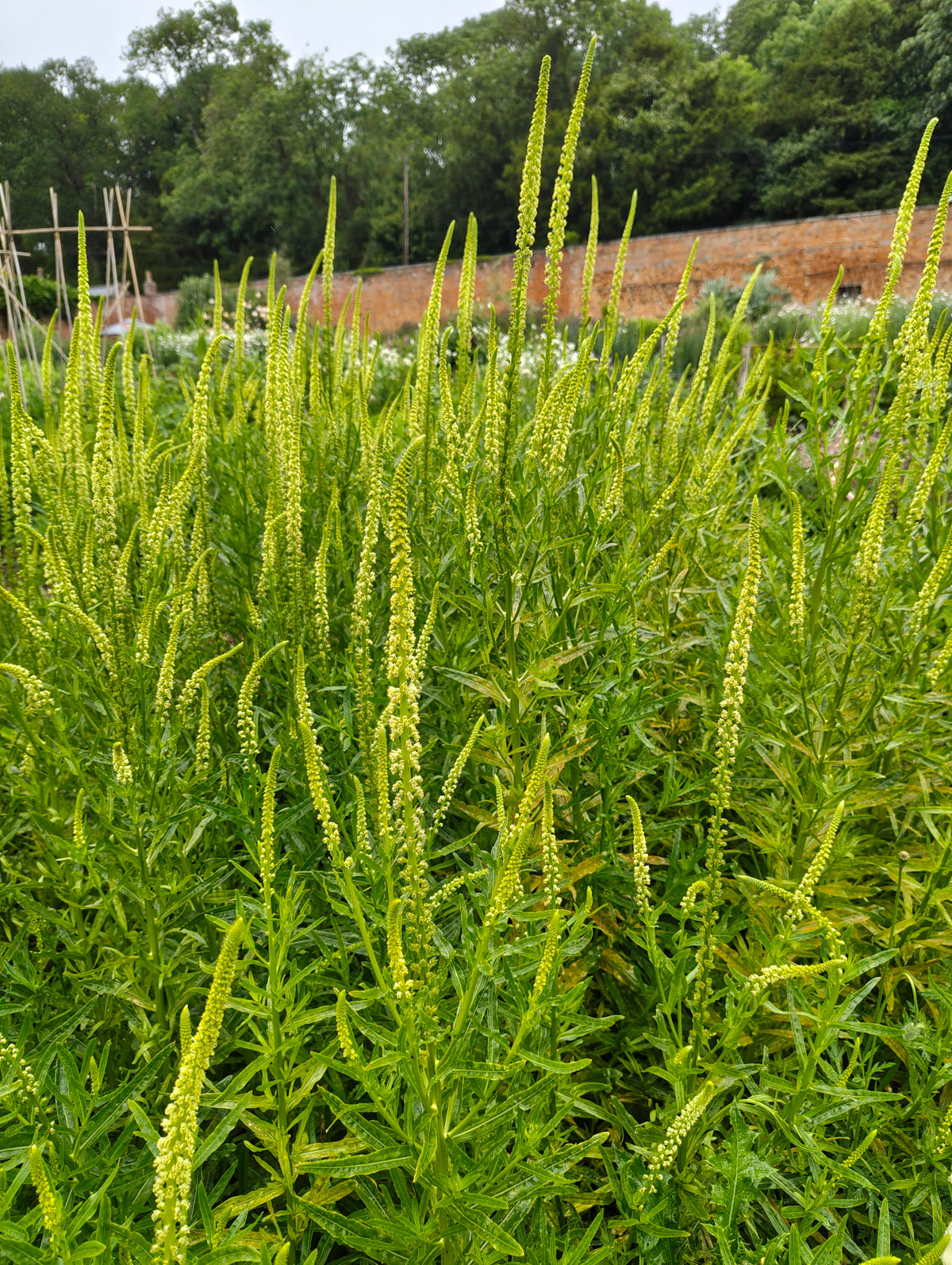 Reseda luteola