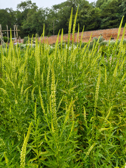 Reseda luteola