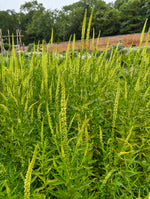 Reseda luteola