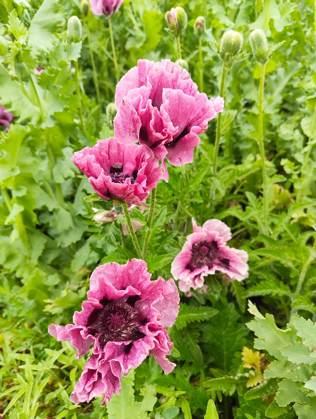 Oriental Poppy