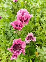 Oriental Poppy