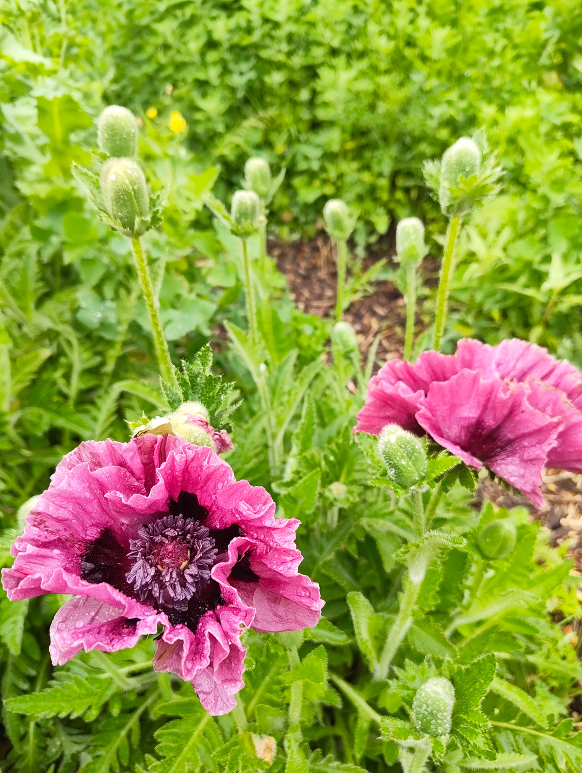 Oriental Poppy