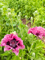 Oriental Poppy