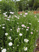 Cornflower