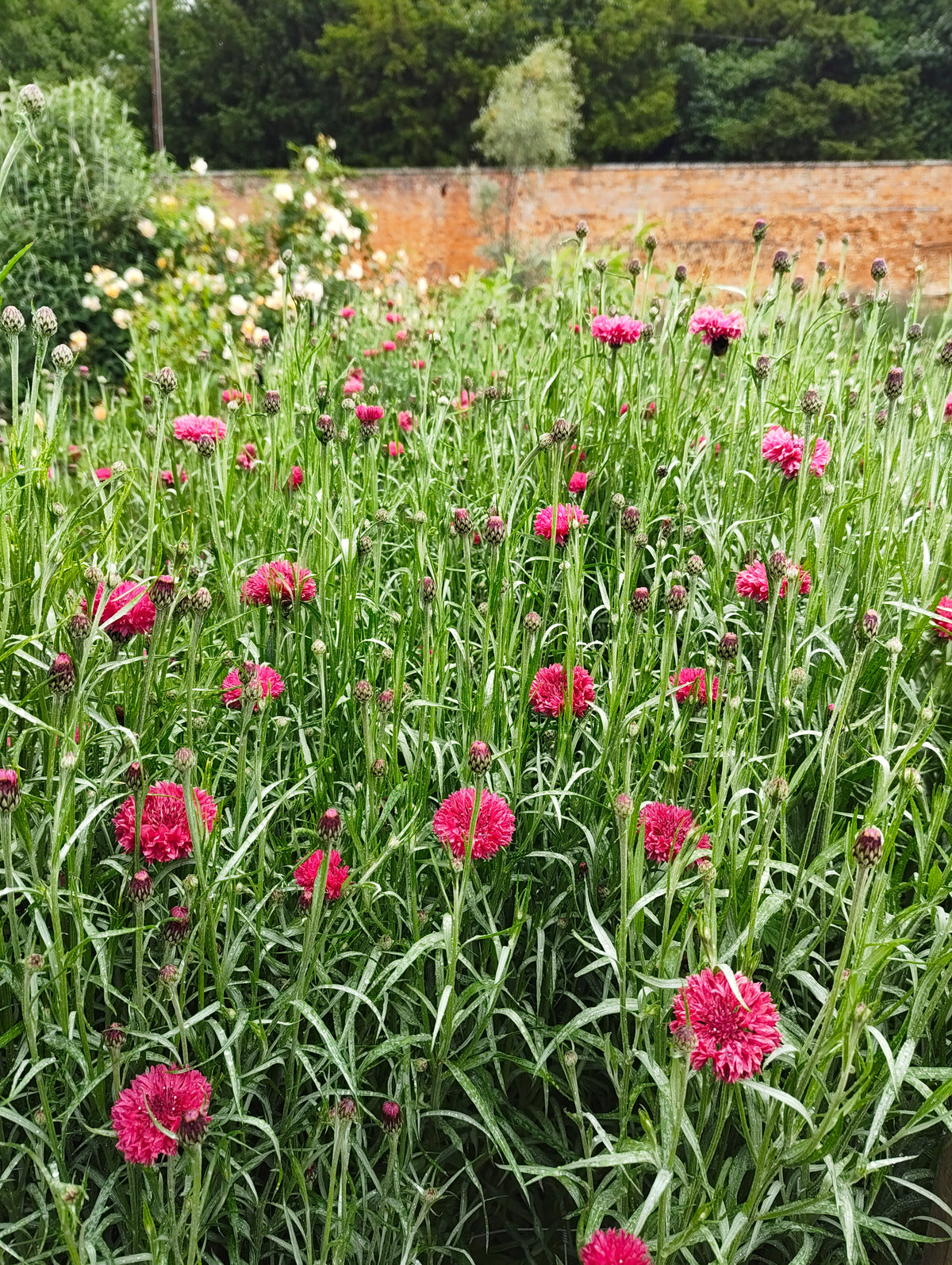 Cornflower