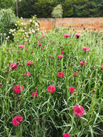 Cornflower