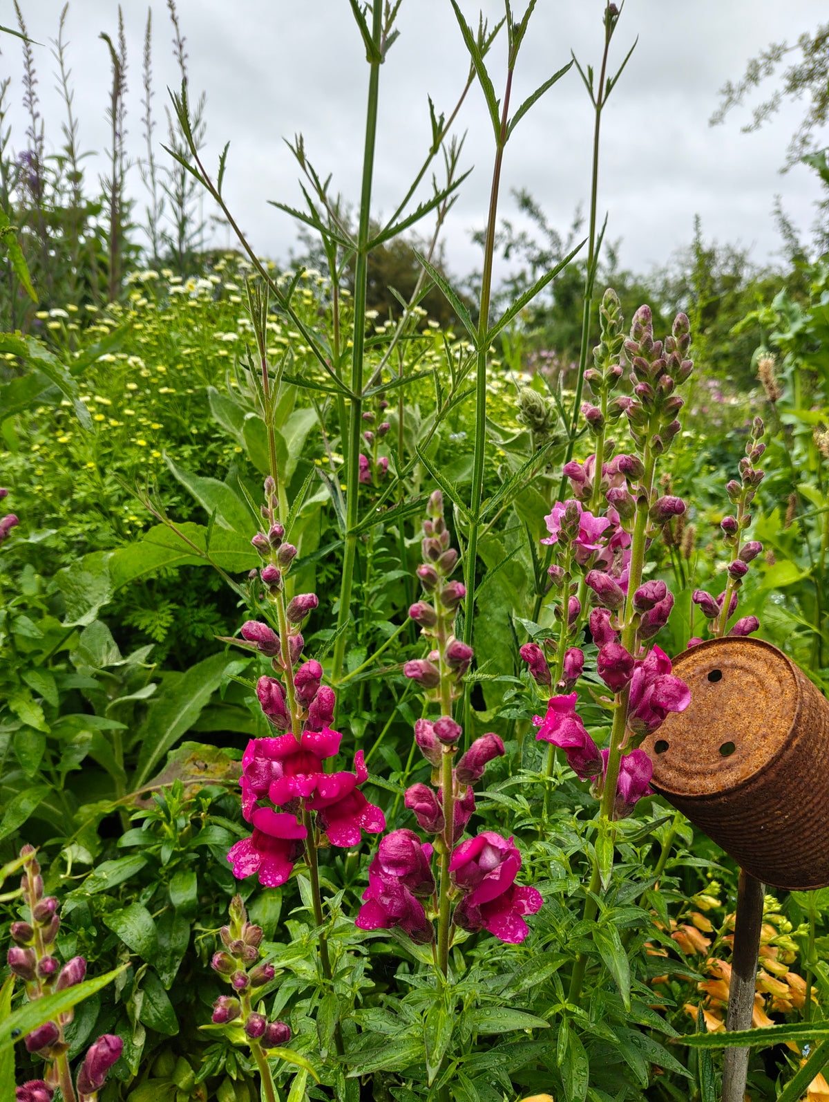 Antirrhinum (Snapdragon)