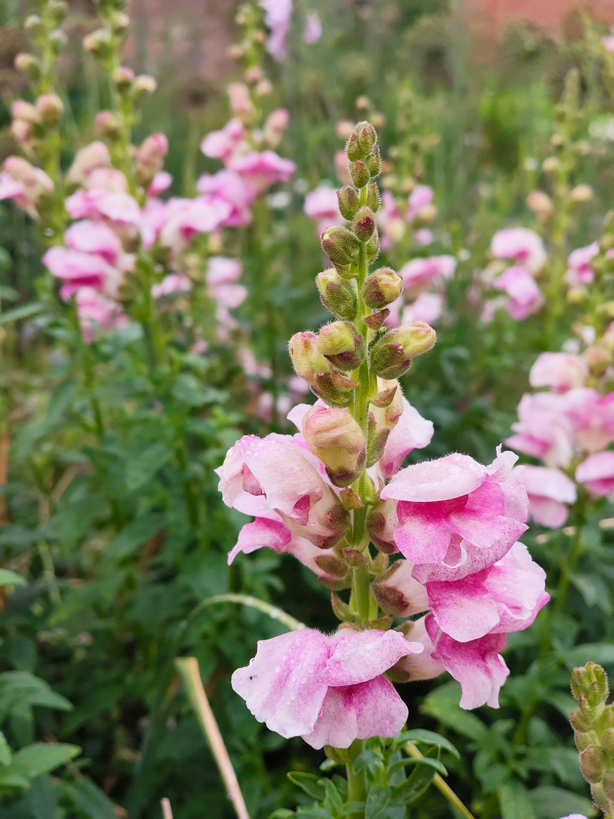 Antirrhinum (Snapdragon)