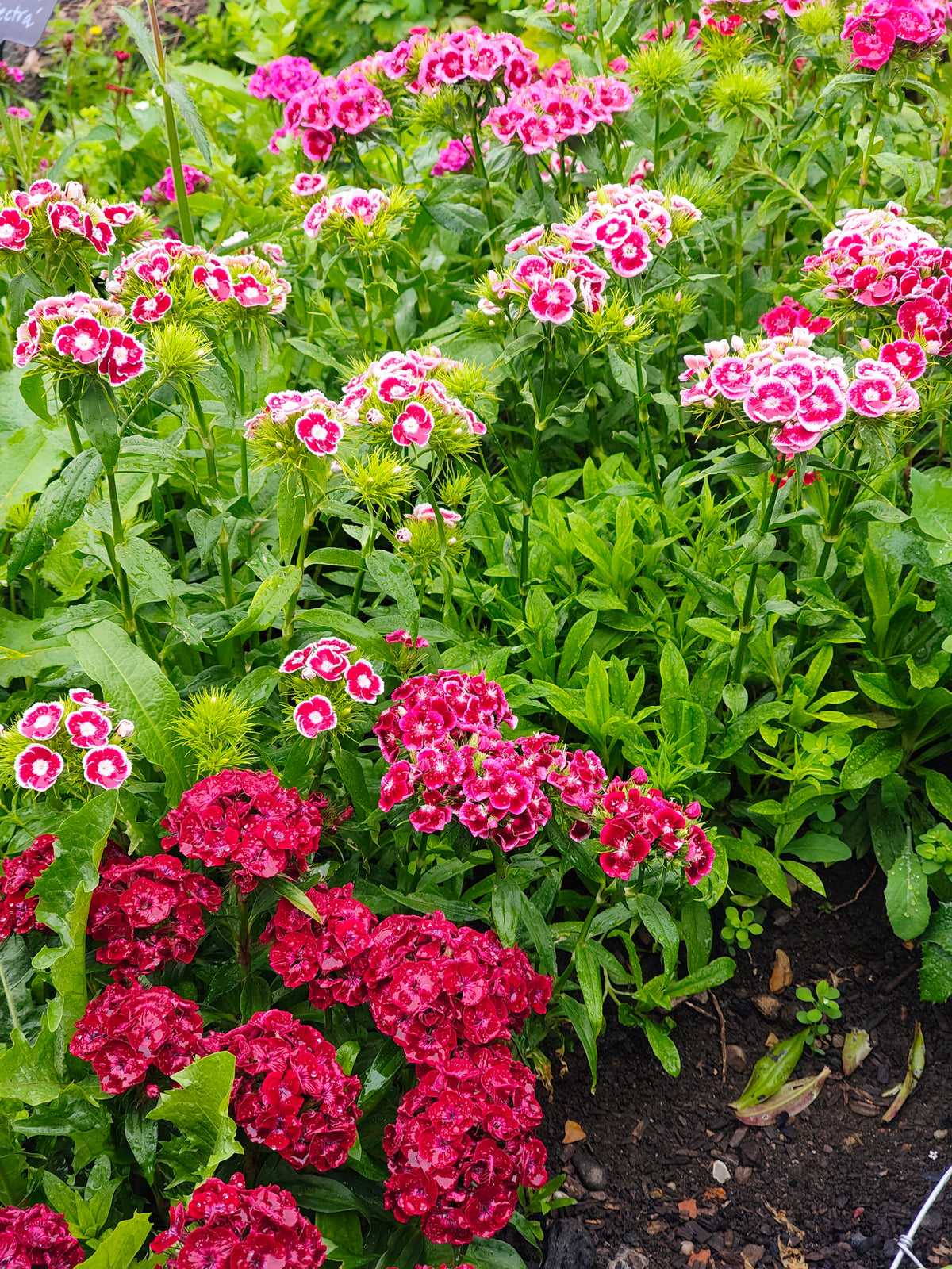 Dianthus - 'Sweet William'