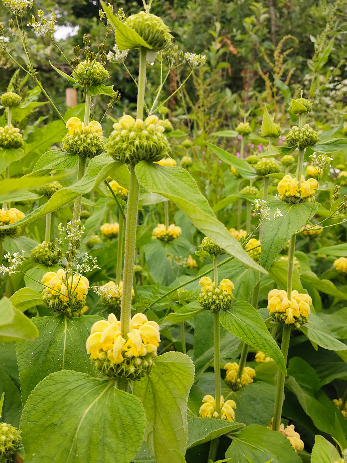 Phlomis