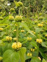 Phlomis