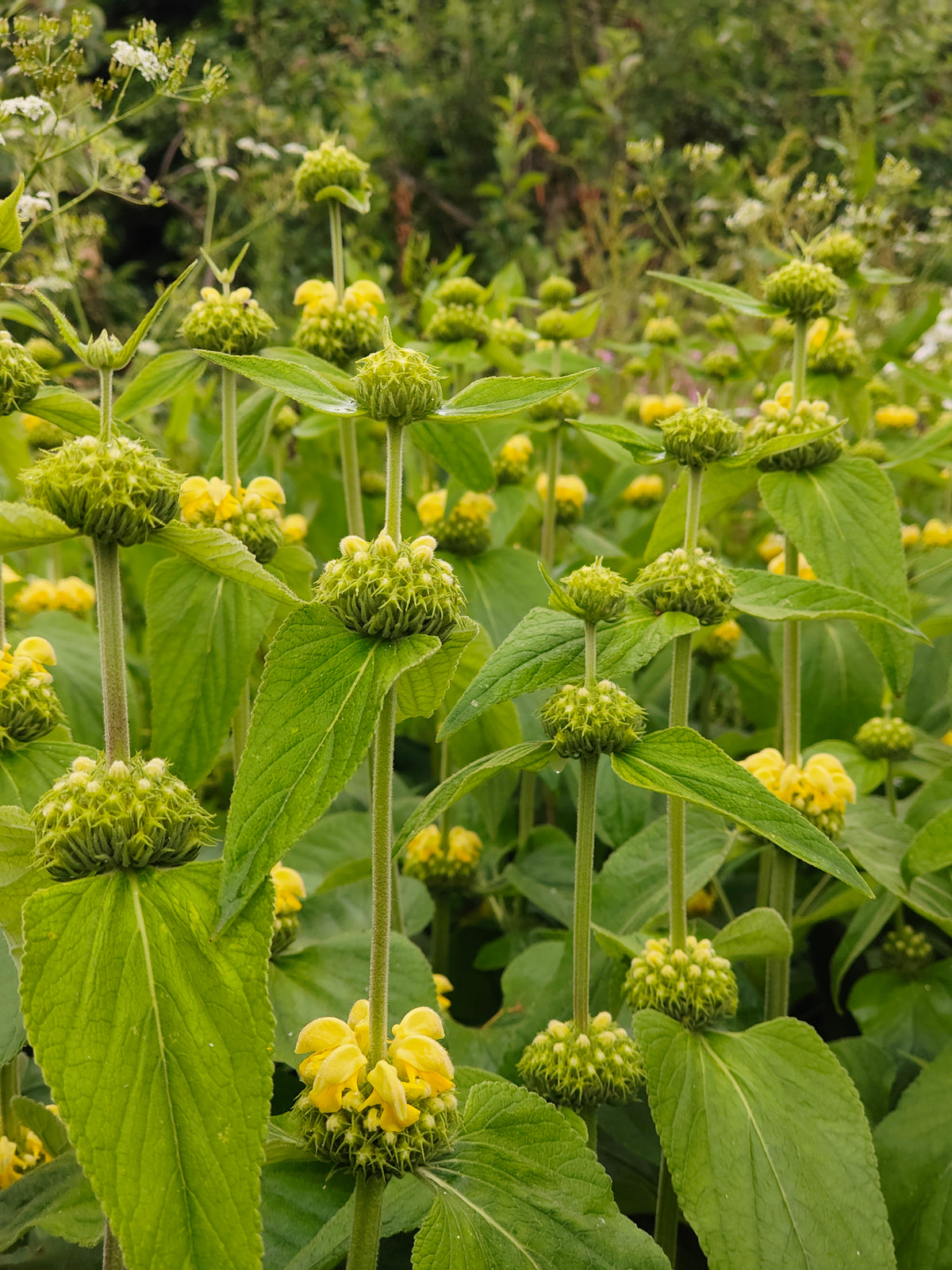 Phlomis