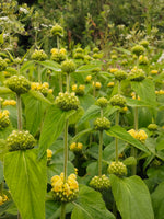 Phlomis