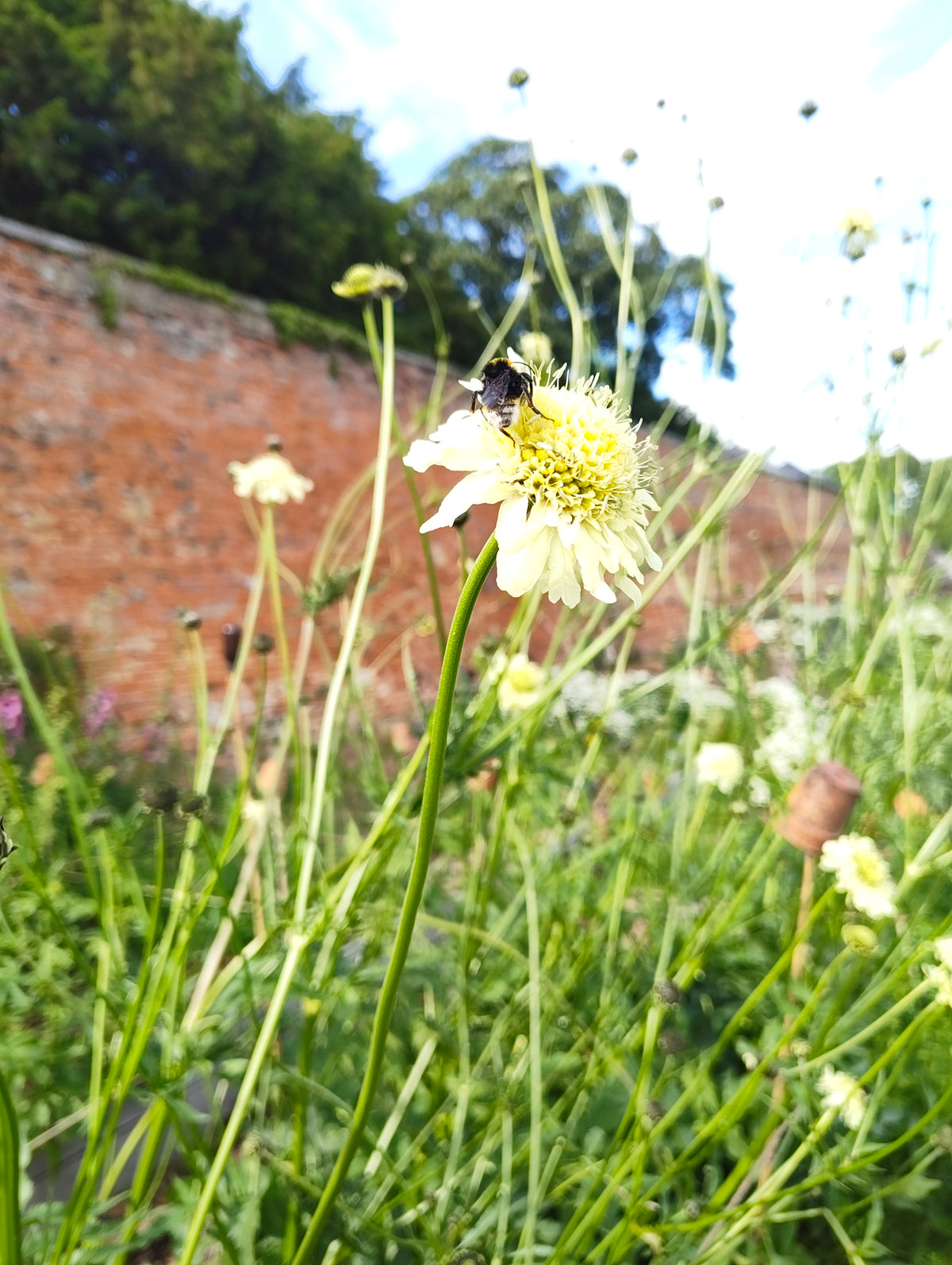 Cephalaria gigantea