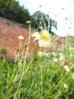 Cephalaria gigantea