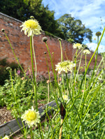 Cephalaria gigantea