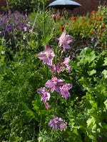 Larkspur - various