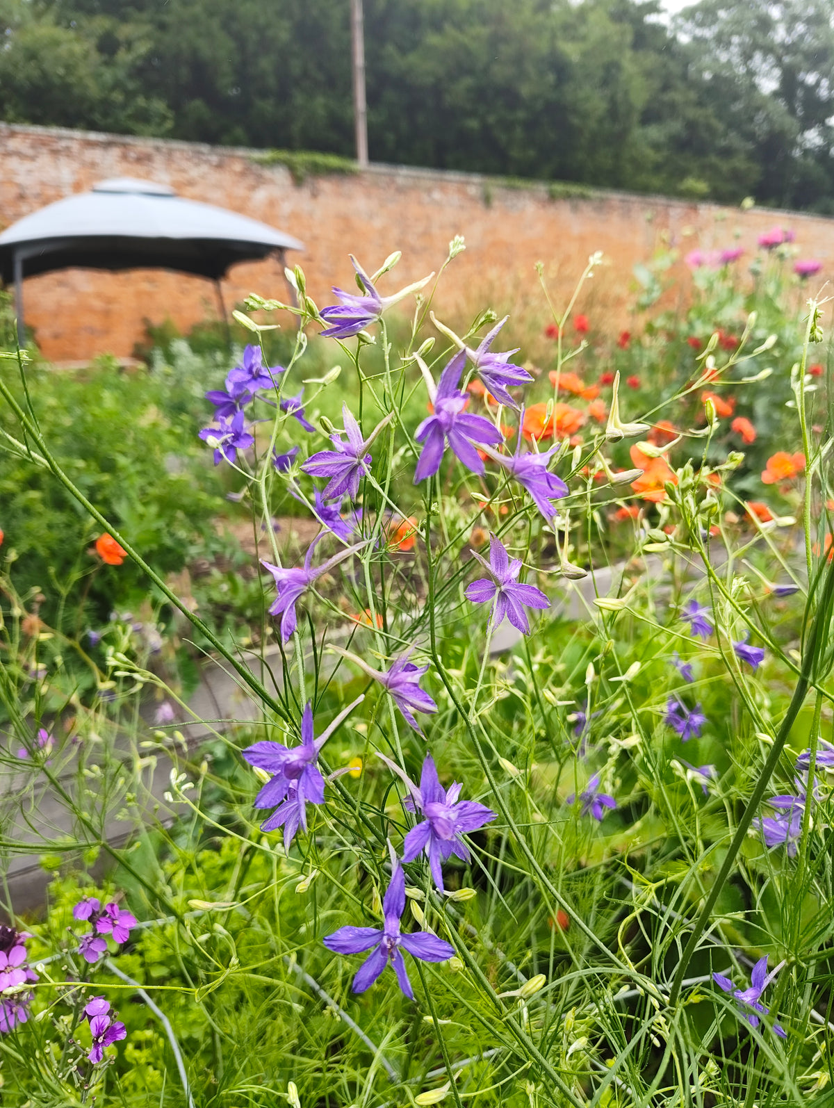 Larkspur - various