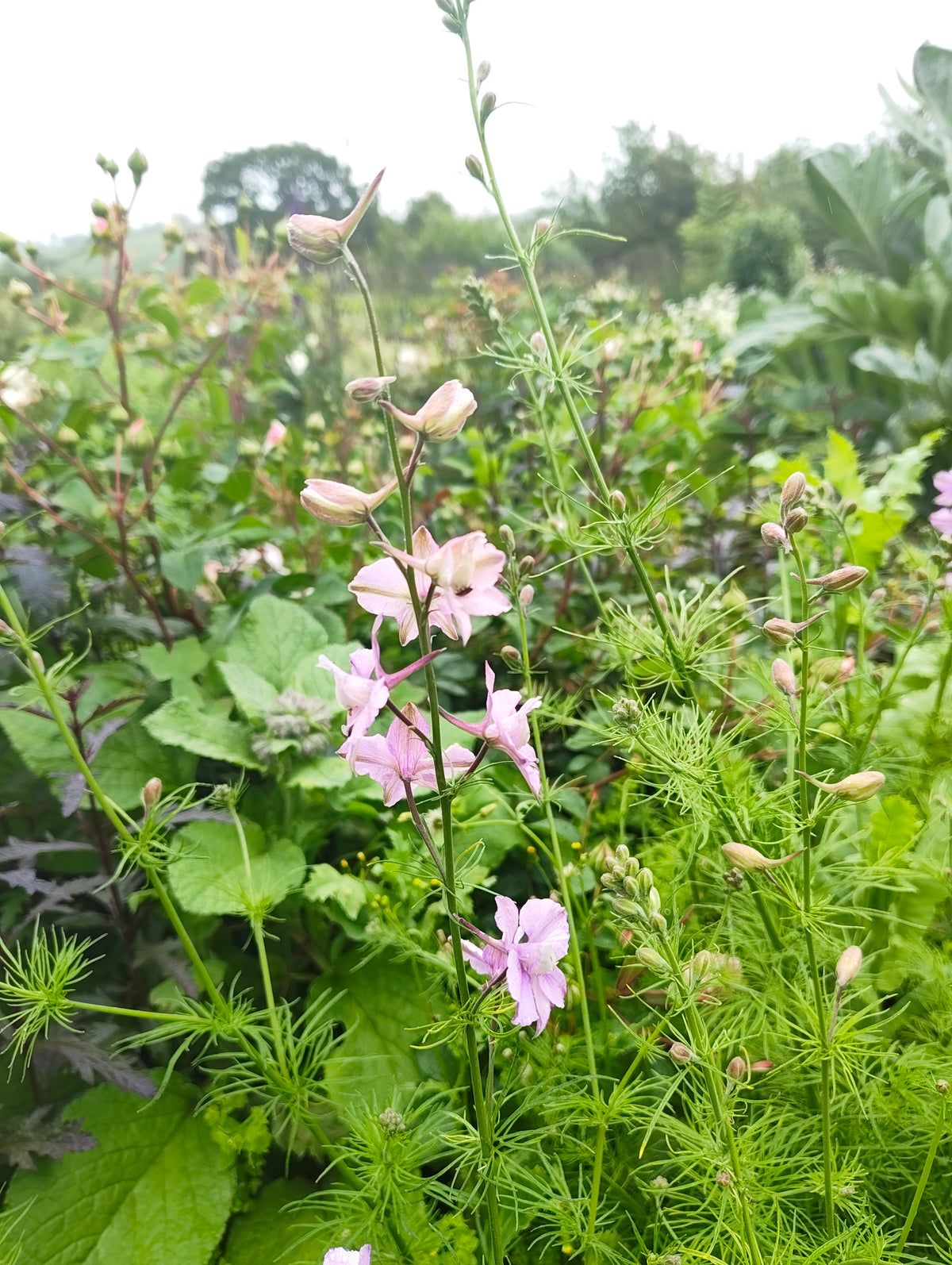 Larkspur - various