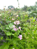Larkspur - various