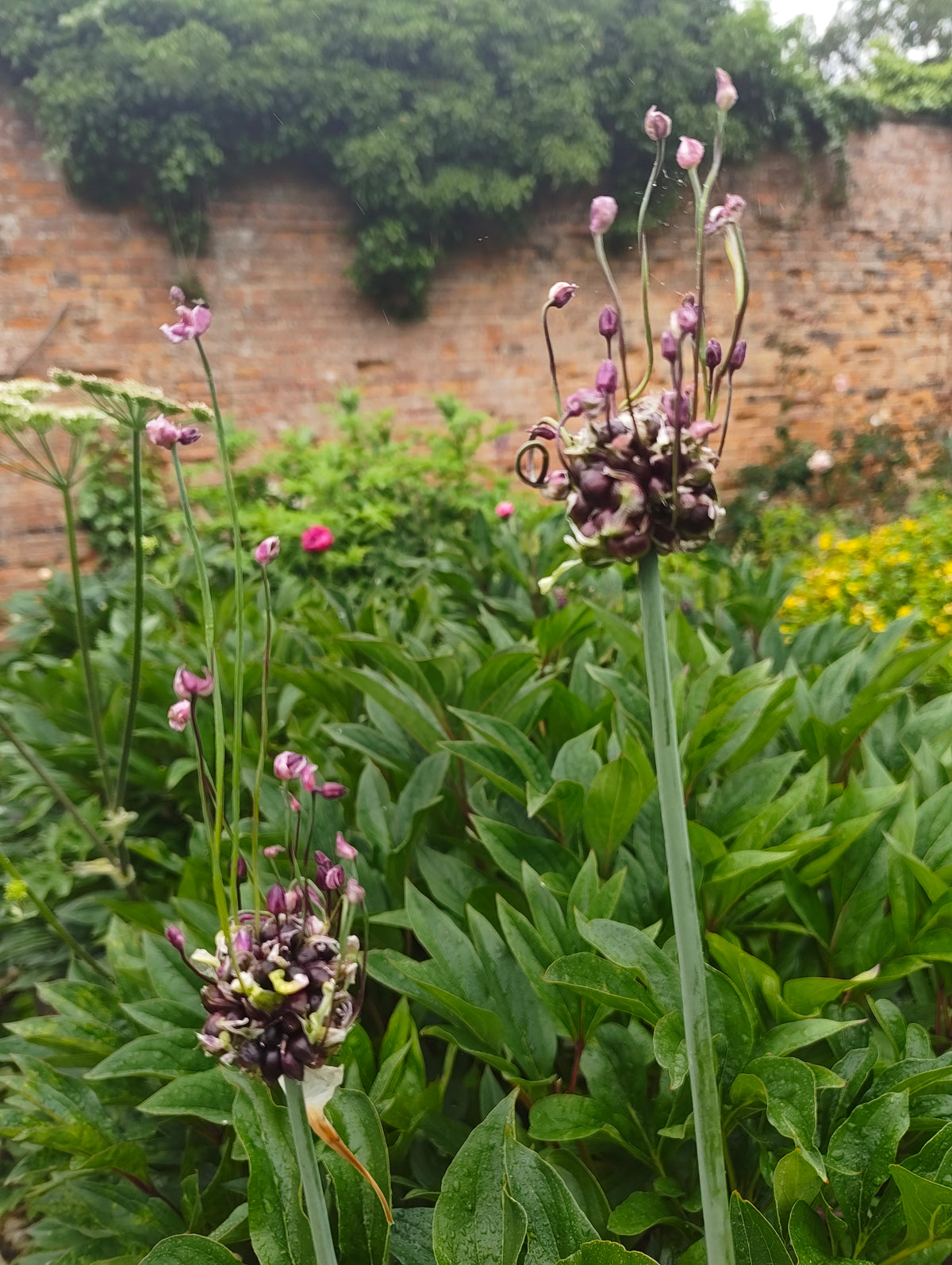 Allium - In Variety
